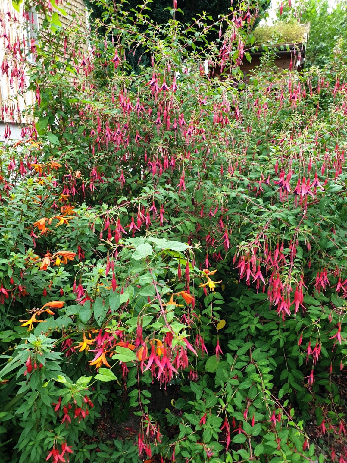 Woran Erkennt Man Winterharte Fuchsien